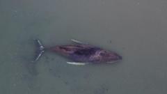 Danes try to tow dead whale from island beach after failed German rescue
