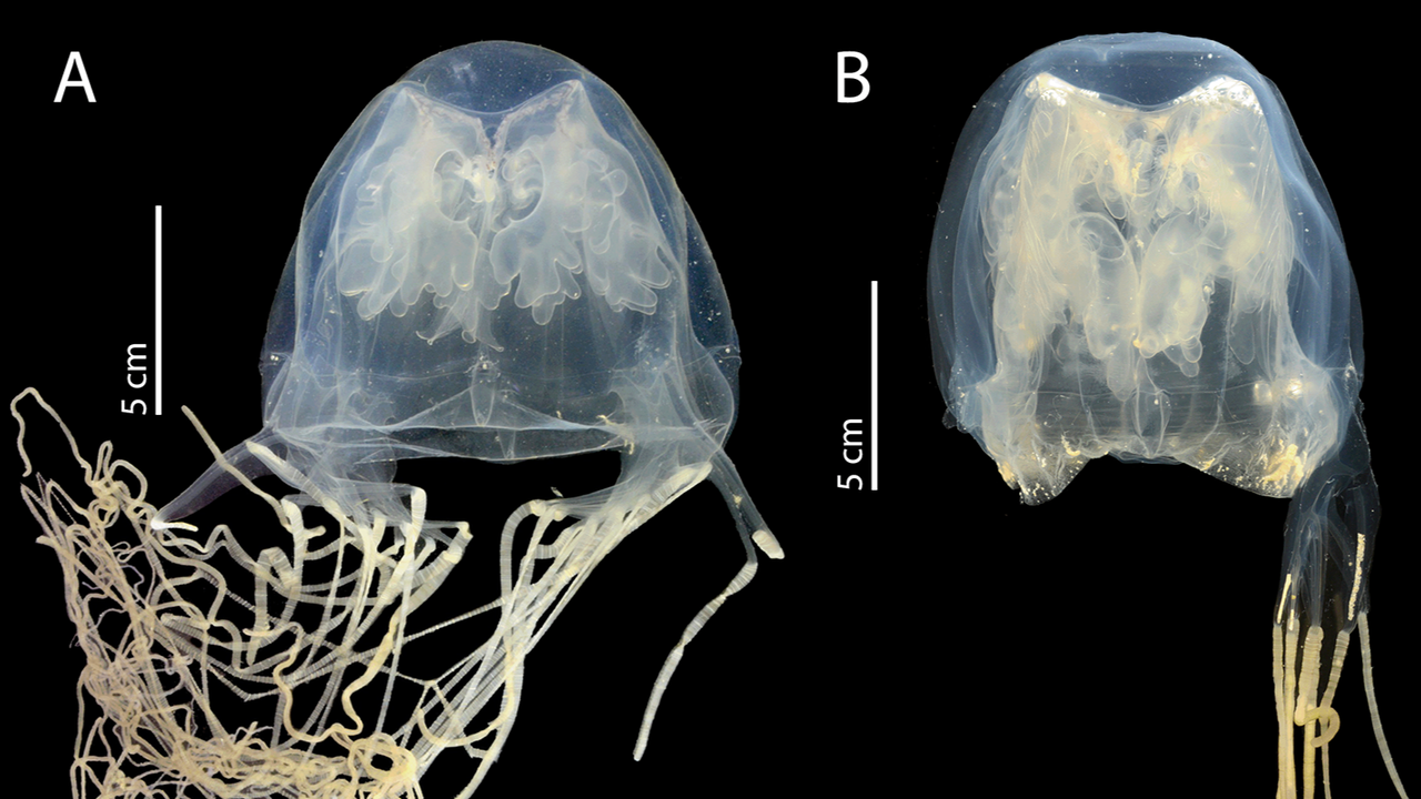 Scientists discover deadly, highly venomous box jellyfish near Singapore’s ‘Island of Death Behind’