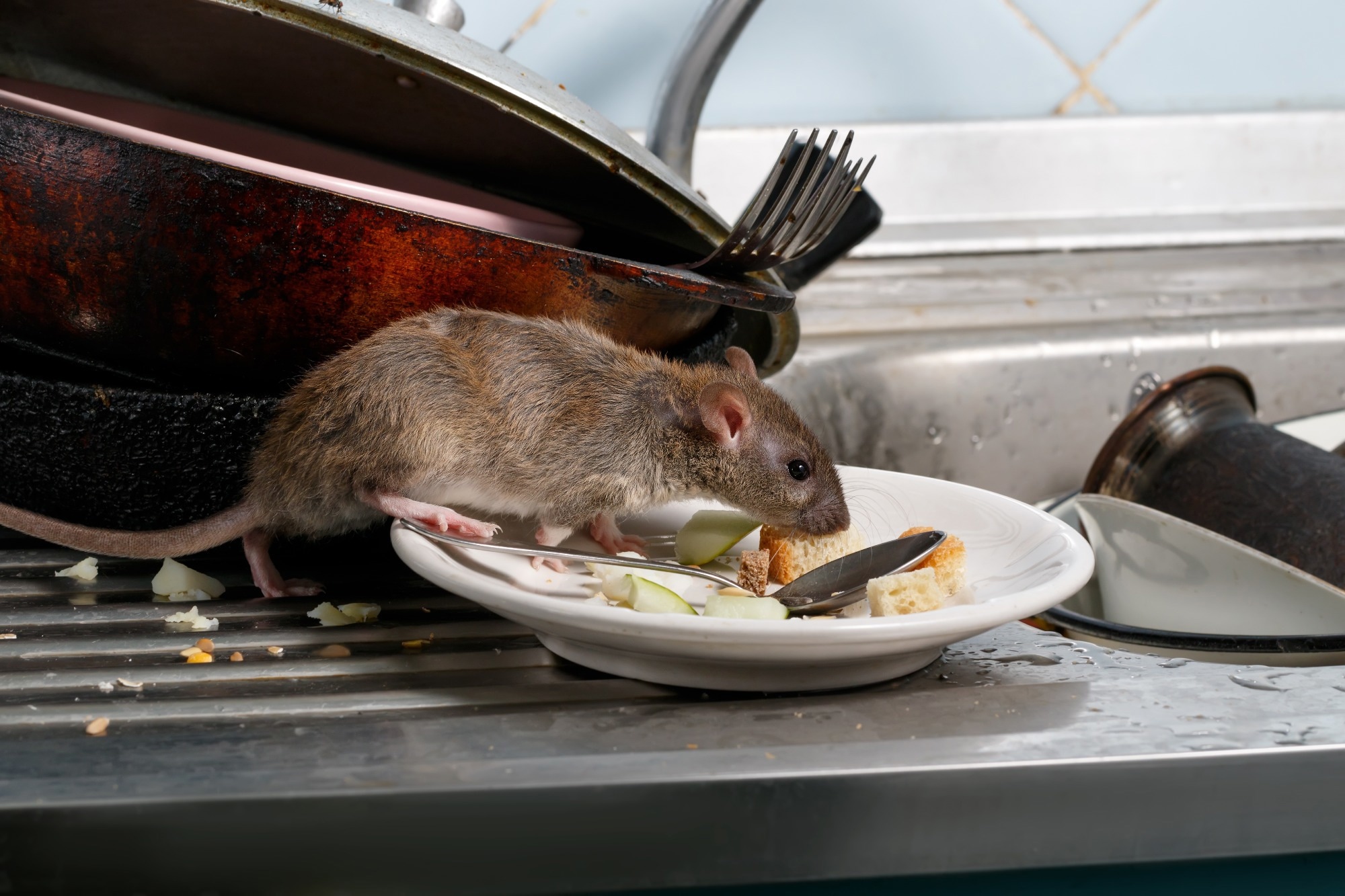 What medicine-exposed rats reveal about the next urban zoonotic threat