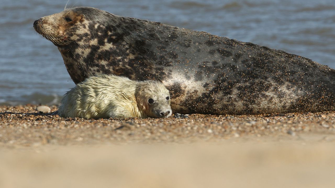 Seal pups were dying from a ‘corkscrew killer’ on a Canadian island. It turned out to be cannibals.