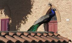 Italian town invaded by 100 peacocks as residents kept awake at night by ‘mating calls’