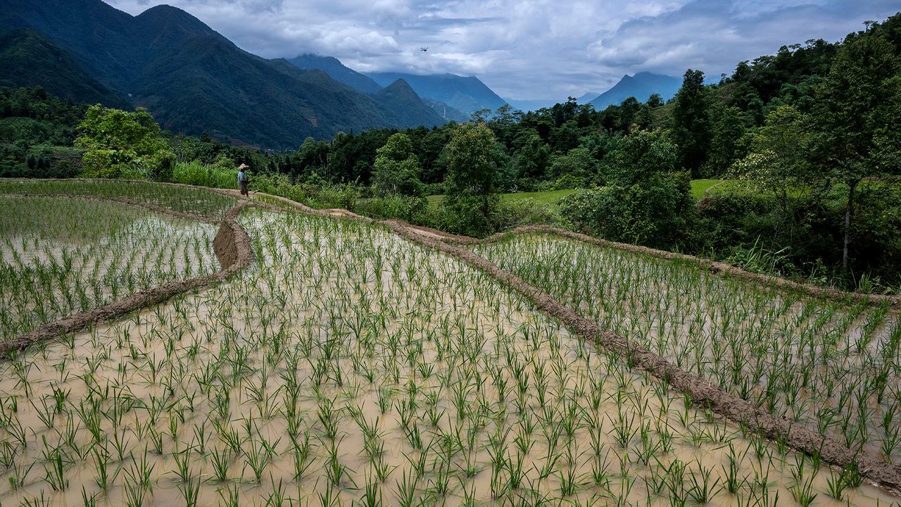 The planet may become too hot for rice to be cultivated in many areas it currently exists