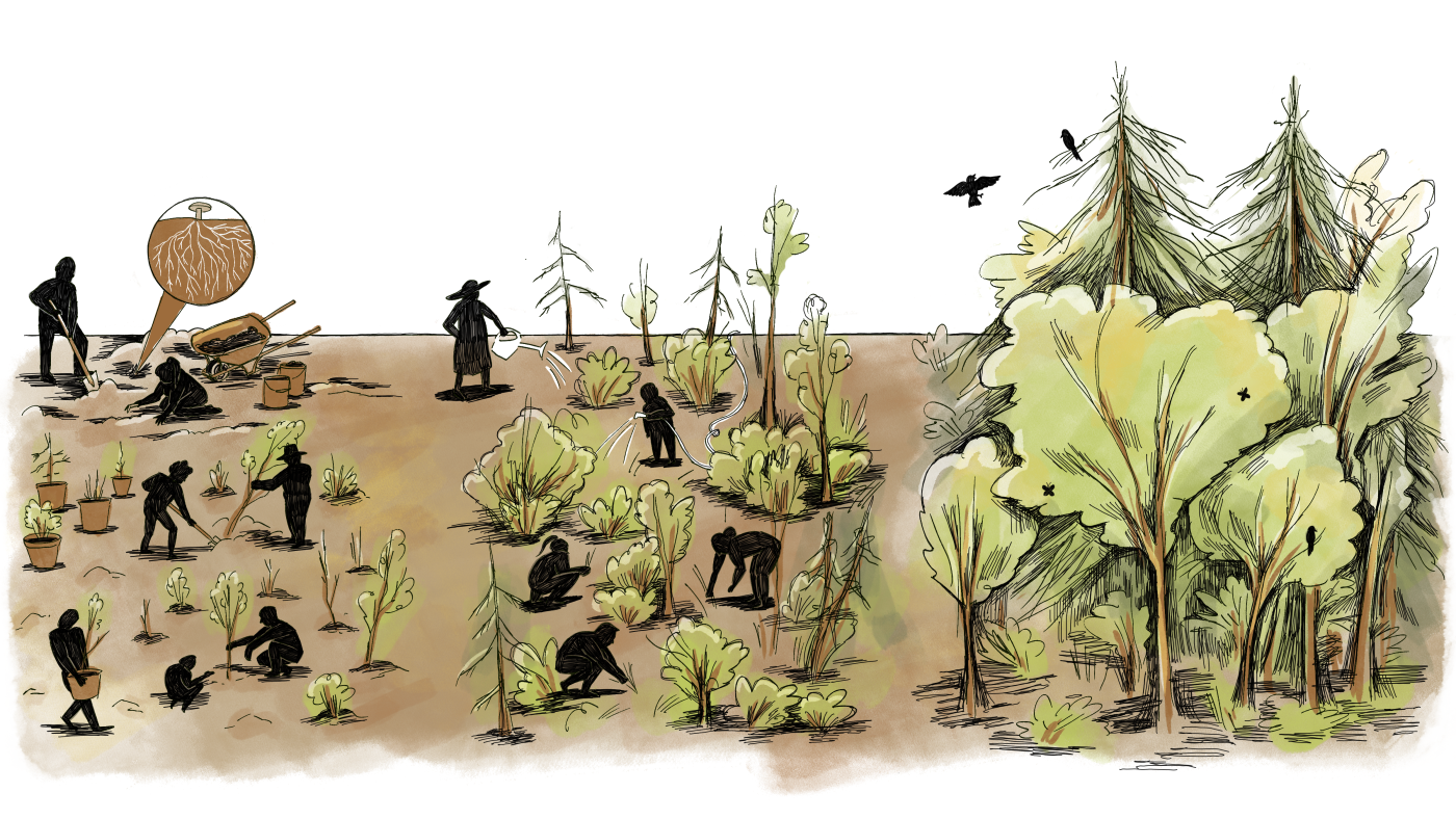 Why a decades-old forest planting practice from Japan is gaining traction in the U.S.