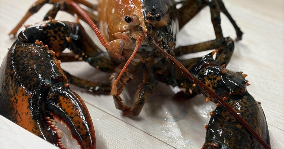 One in 50 million lobster that’s half black and half orange has been found off Cape Cod