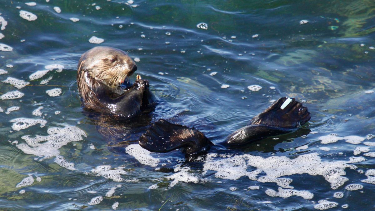Real story of surfboard-stealing Otter 841 in California has delighted social media users for years