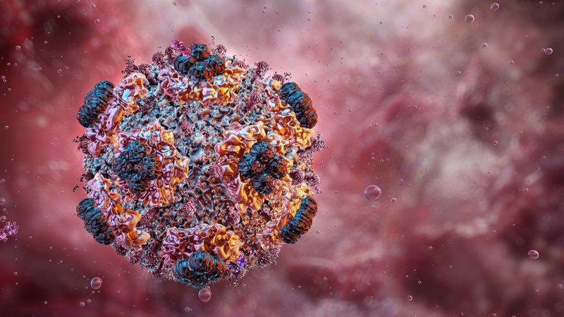 Why is hantavirus so deadly? It’s not what you may think