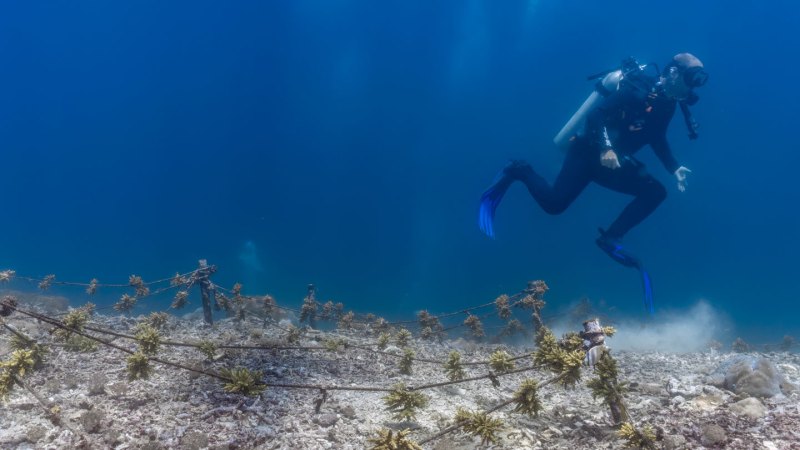 Even careful scuba divers can damage coral reefs