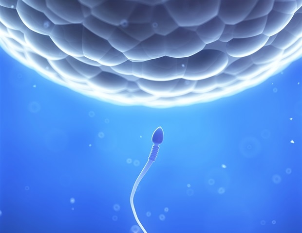 Study links fathers’ preconception stress to altered offspring development