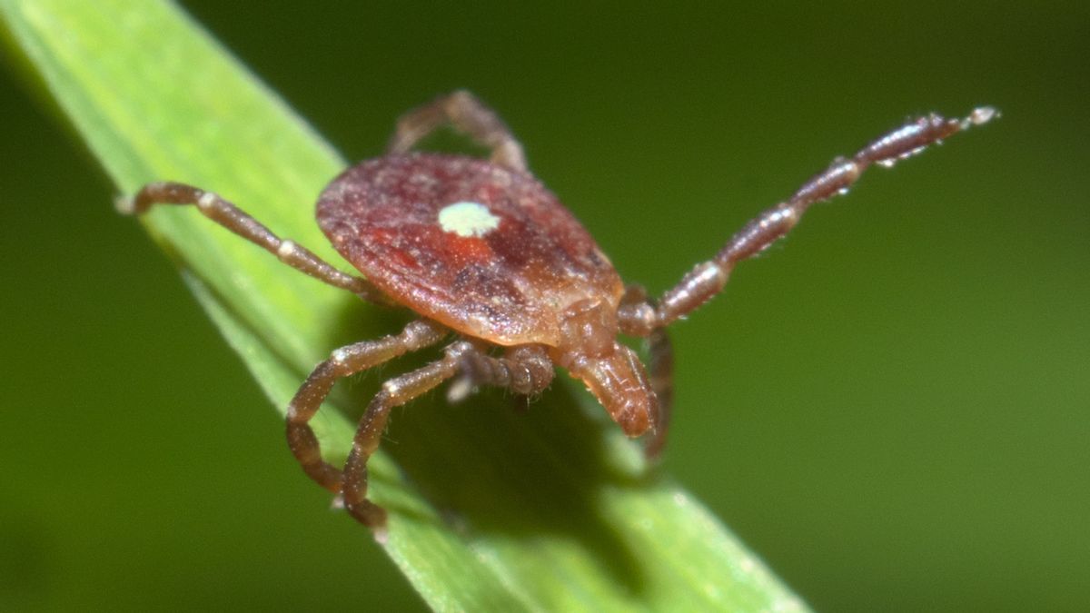 8 rumors involving disease-spreading ticks we’ve investigated