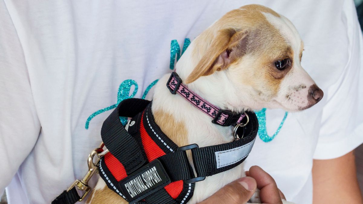 What updated HUD guidelines say about emotional support animals