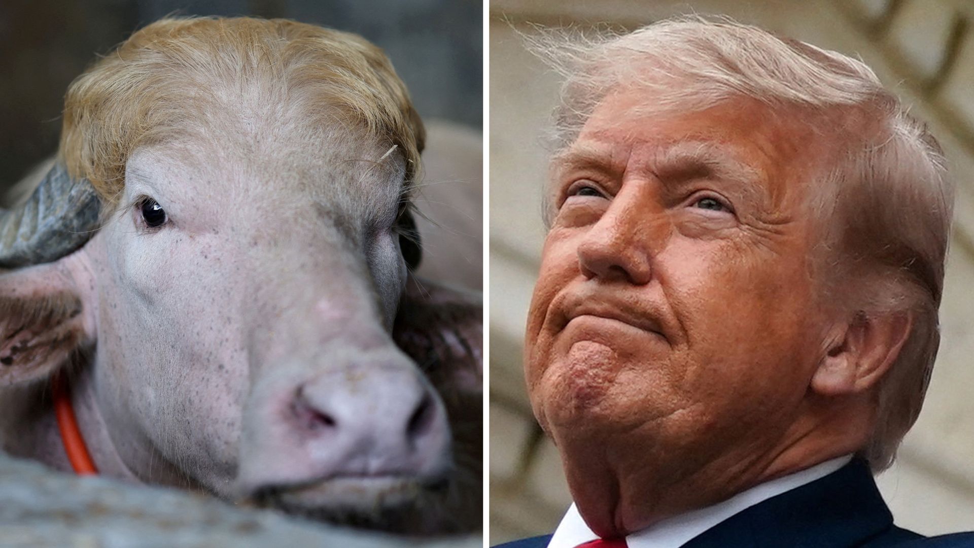 Viral ‘Tweety McTreason’ buffalo spared from sacrifice in Bangladesh
