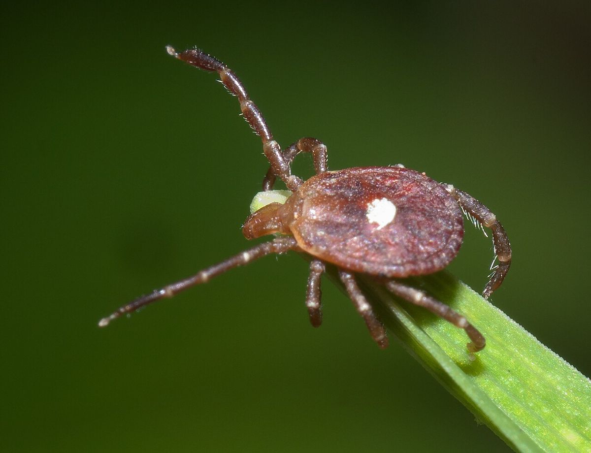 Paper argued it’s ‘morally obligatory’ to engineer ticks to spread alpha-gal syndrome … as a philosophical exercise