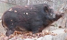 Mutant ‘super pigs’ develop alarming new abilities in nuclear fallout zone