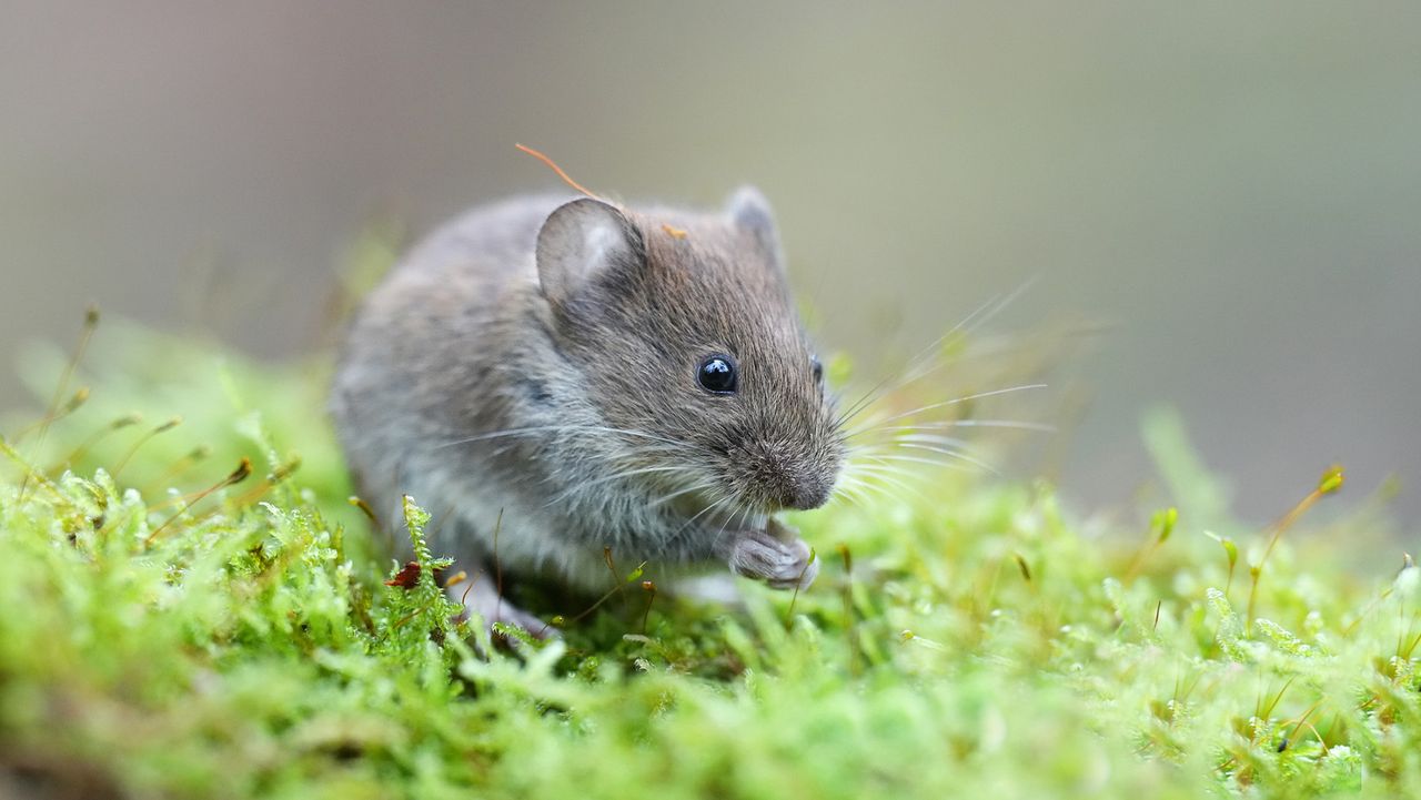 Scientists got mouse eyes to perform photosynthesis ‪—‬ and no, they didn’t turn green