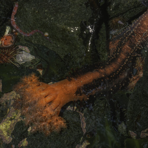 Severed sea cucumber appendages don’t seem to die