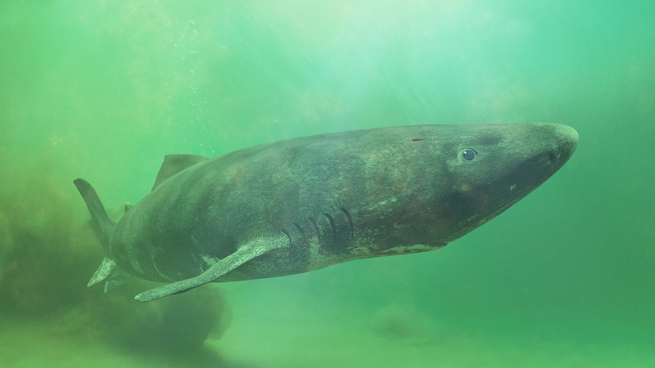 First whole-genome sequence of a Greenland shark holds clues to their extreme longevity