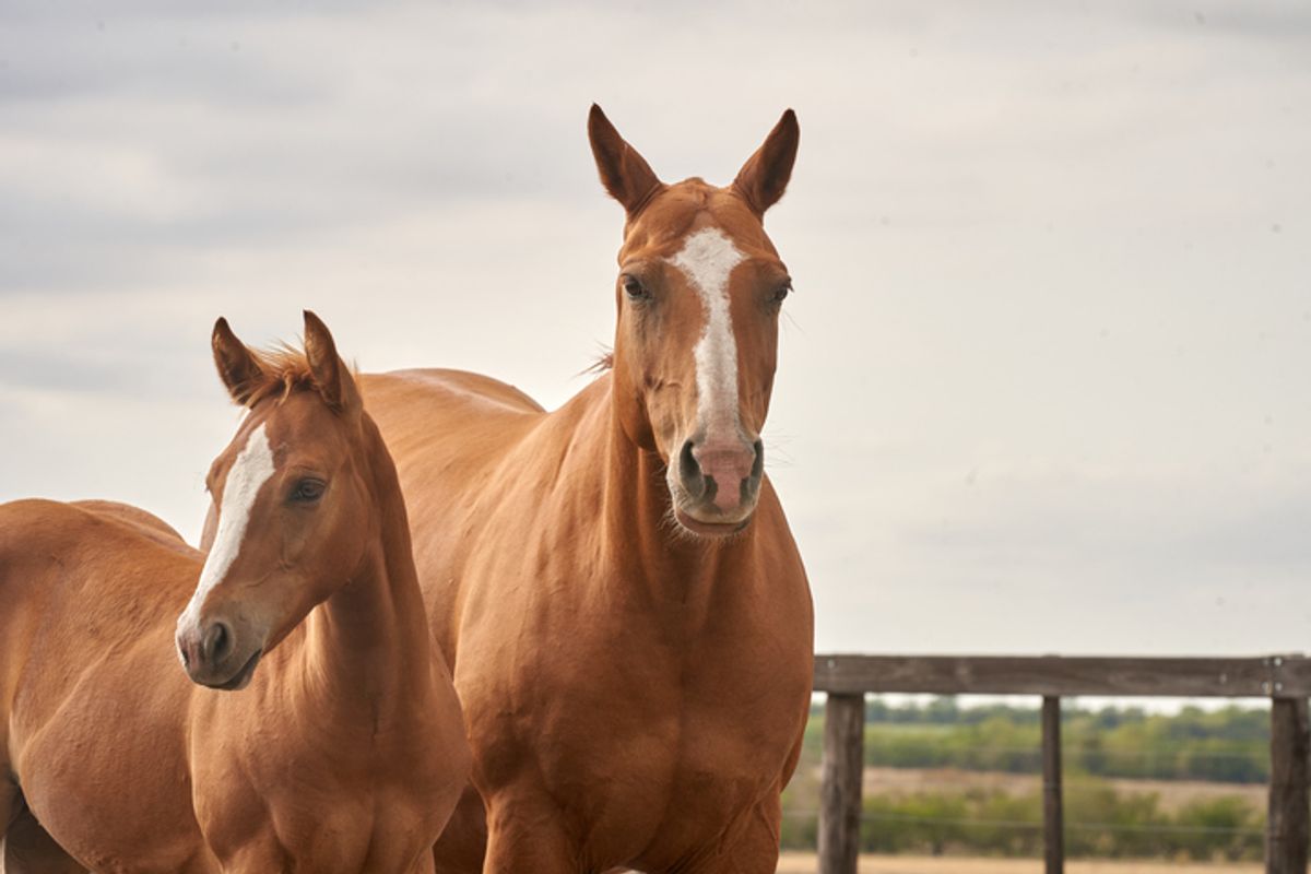 Social posts blame old case of slaughtered Florida horses on ‘illegal immigrants,’ without evidence