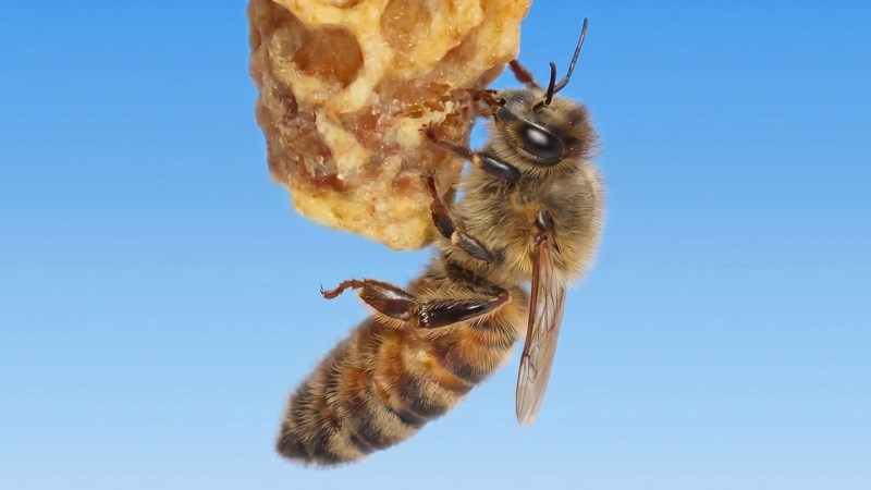 A secret to making a queen bee may lie in the wax around it
