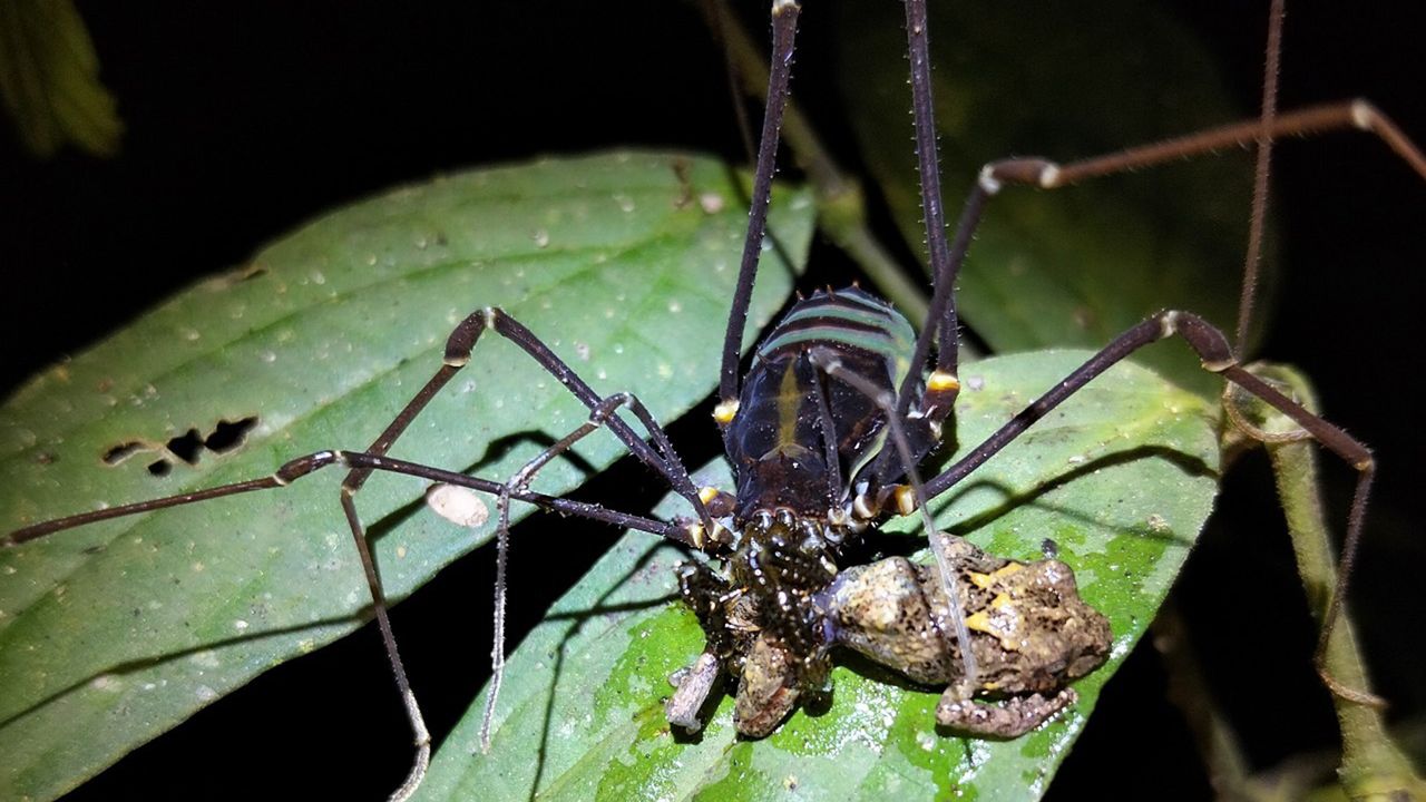 Daddy longlegs may be capturing and devouring frogs in the tropical forests of South America