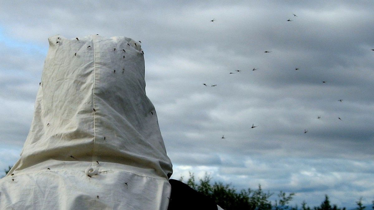 Will Google release millions of bacteria-infested mosquitoes into US states? What we know