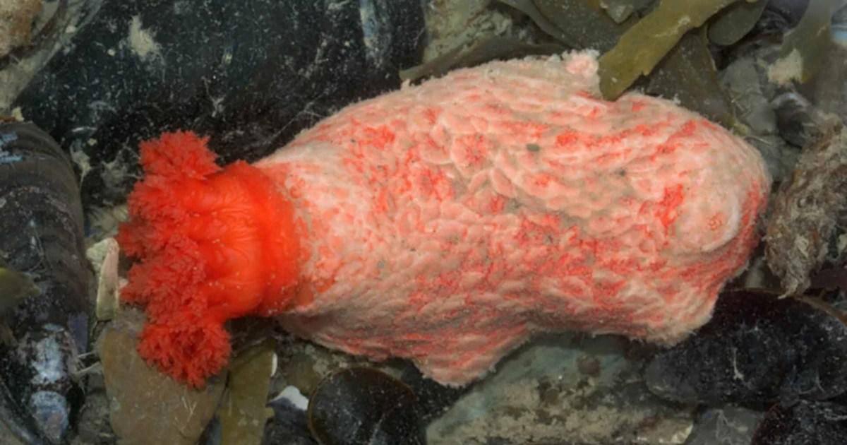 Scientists discover ‘zombie’ sea cucumber that could outlive us all