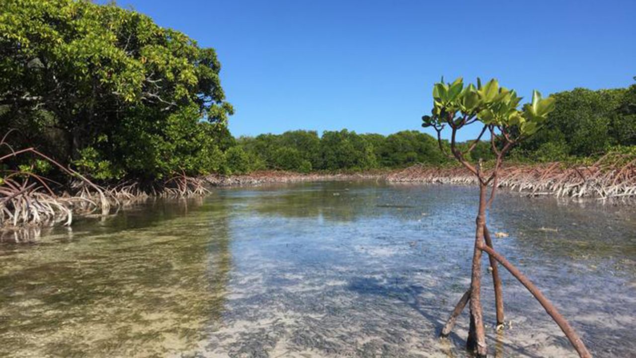 Satellite images reveals mangroves rebounding worldwide — but here’s why they could still ‘drown’