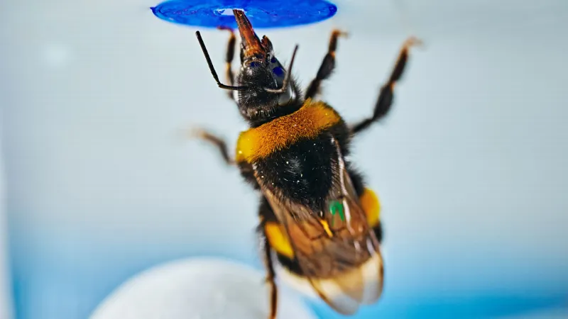 Bumblebees can solve problems on their own