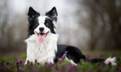 Border Collie with 1.5 million followers stolen, sold to a restaurant and then eaten