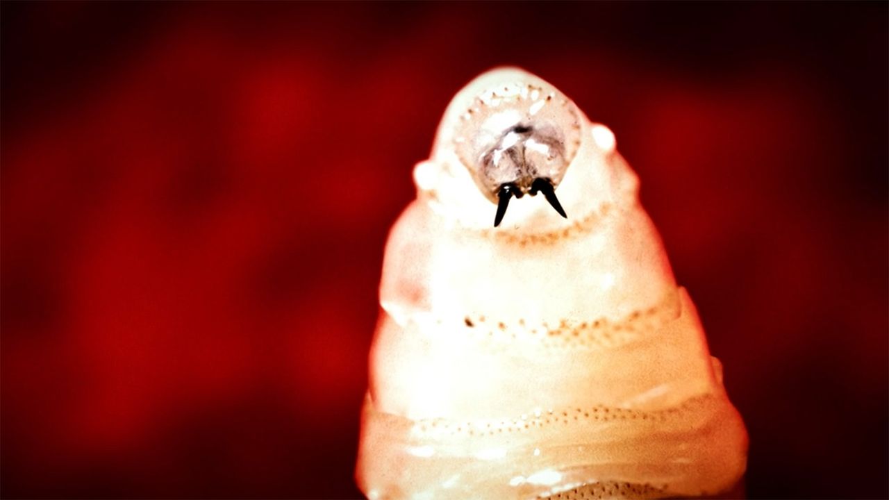 Flesh-eating screwworm found in Texas cow. Are humans at risk?