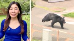 ‘Extremely intelligent’ bear on the run in Japan after injuring four people
