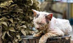 Cat owner found her beloved pets dismembered after renting out home on Airbnb