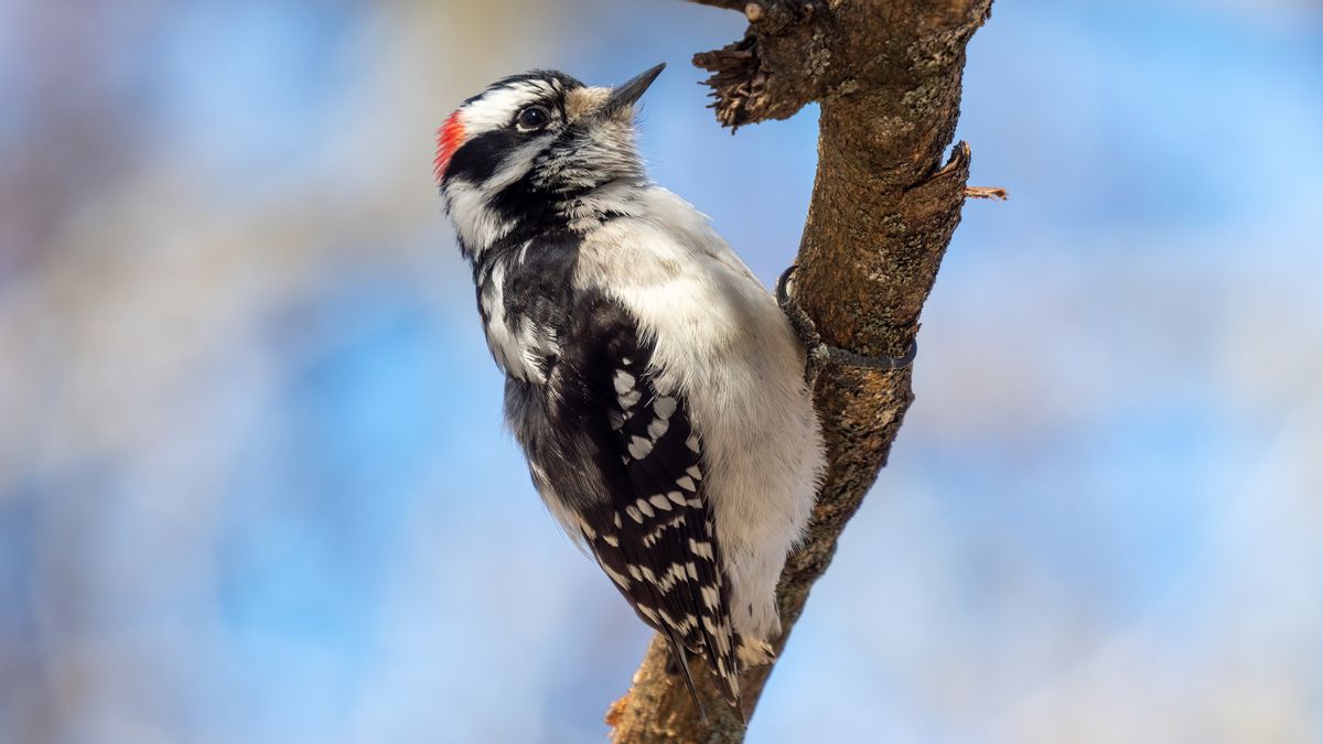 Does woodpecker’s tongue protect its brain? We drilled into research