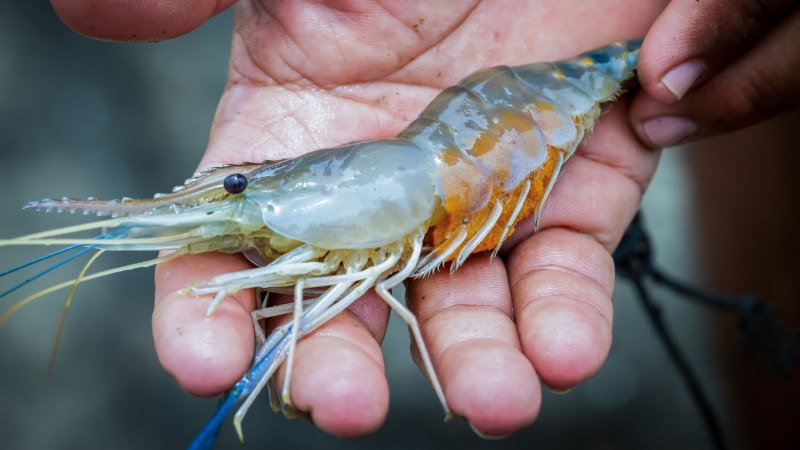 Honeybees and shrimp are now getting vaccinated