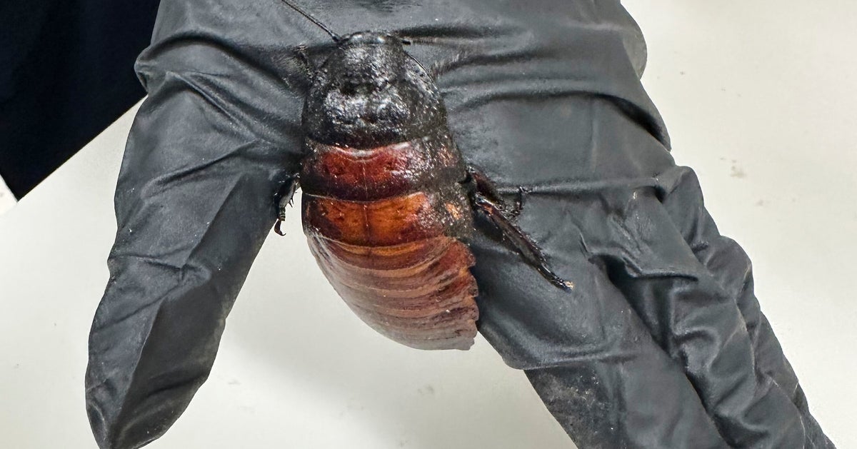 Cockroach Kingpin Caught With 100K Illegal Insects In Record Bug Bust