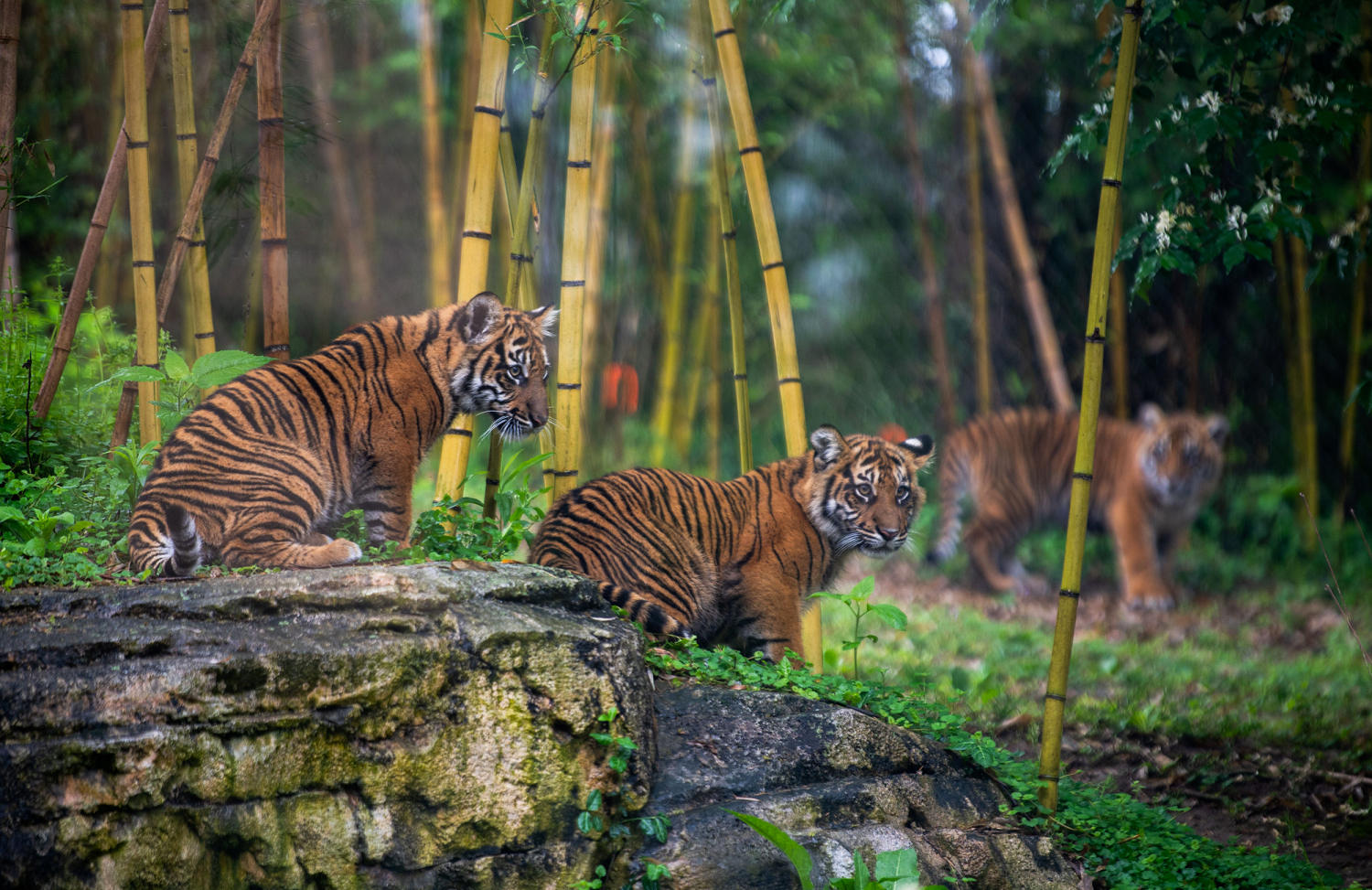 Nashville Zoo tries to halt data center project next door over animal safety concerns