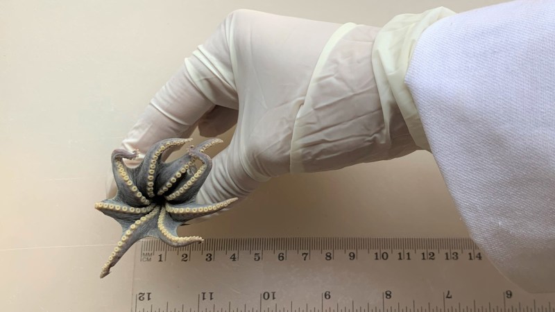 This tiny, blue octopus is new to science