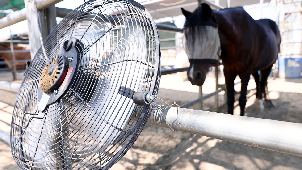 Stupid hot: Heat waves cause cognitive changes in animals, making them more aggressive and unable to complete basic tasks