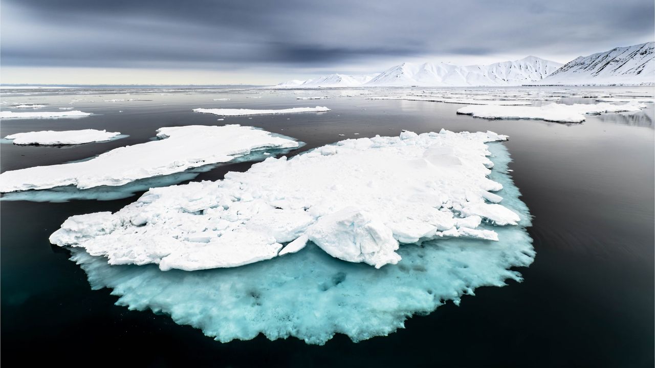Sea ice loss in the Arctic has triggered a critical tipping point that’s destroying the food chain