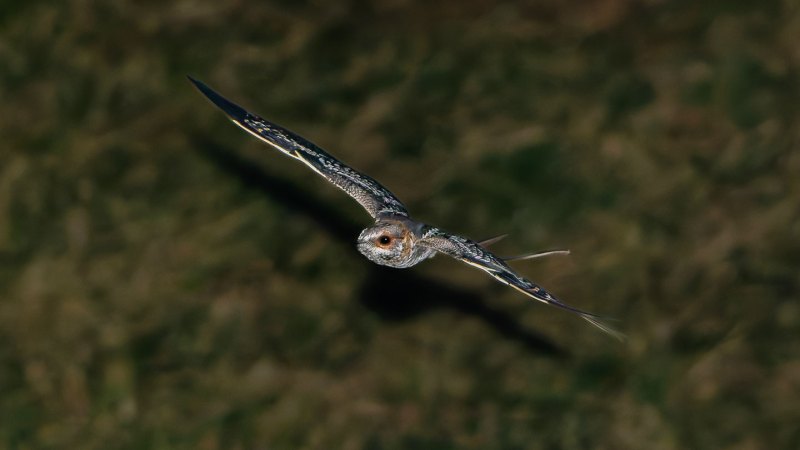 These birds clack their wing bones together to woo mates at night
