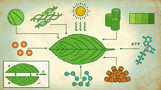 An Early Step on the Long, Strange Road to Photosynthesis