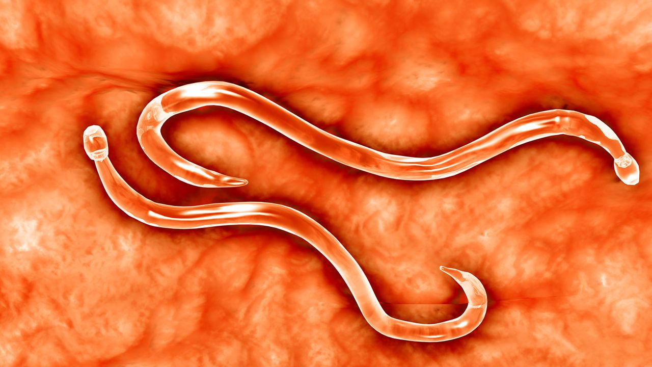 Genetically modified worms can now produce and deliver drugs inside a living body, scientists say