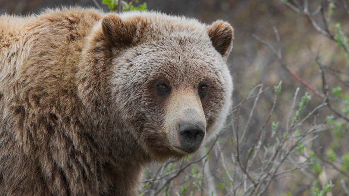 Did Trump admin shrink required grizzly bear habitat from 2,500 acres to 1? What documents show