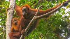 Four days of extreme rain killed 7% of world’s rarest orangutans, study says