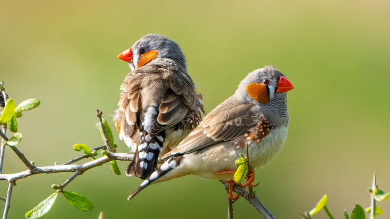 Songs prep the brains of finches yet to hatch for a hot world