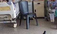 Horror as pigeons and crows caught eating patients food and pooping in hospital beds