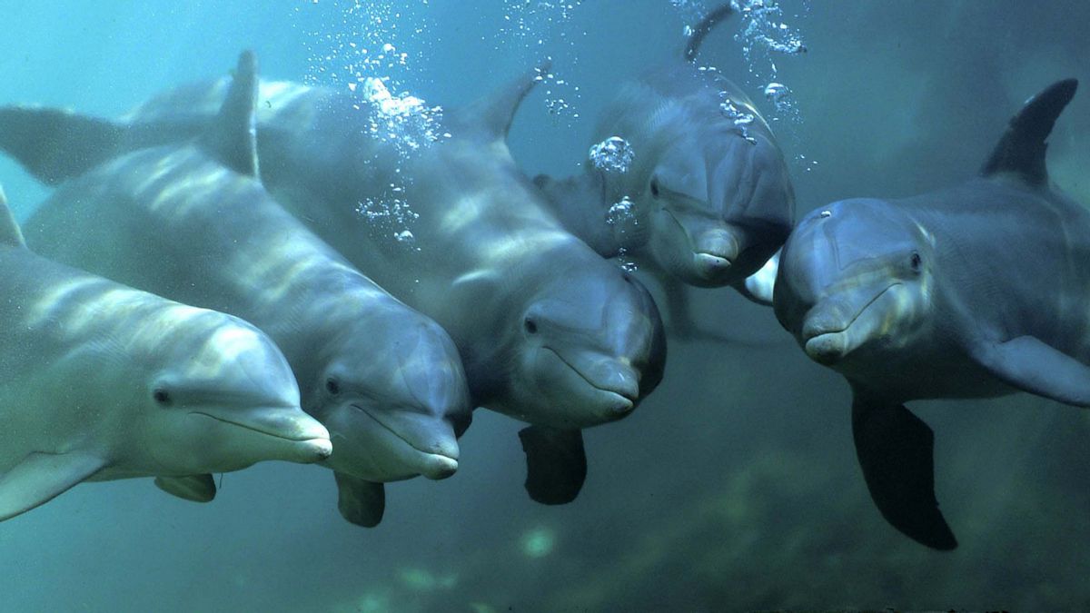 Did Hamas capture Israeli ‘spy dolphins’ in 2015 or 2022? What we know