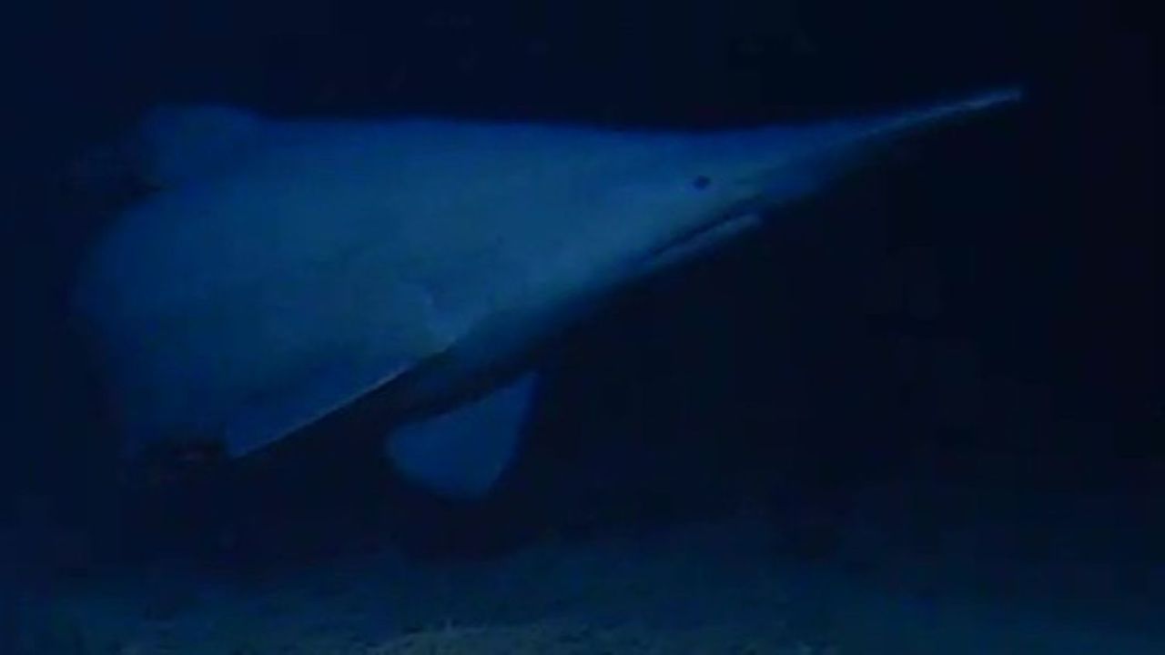 ‘I never thought we’d see one alive’: Elusive goblin shark captured on camera for the first time