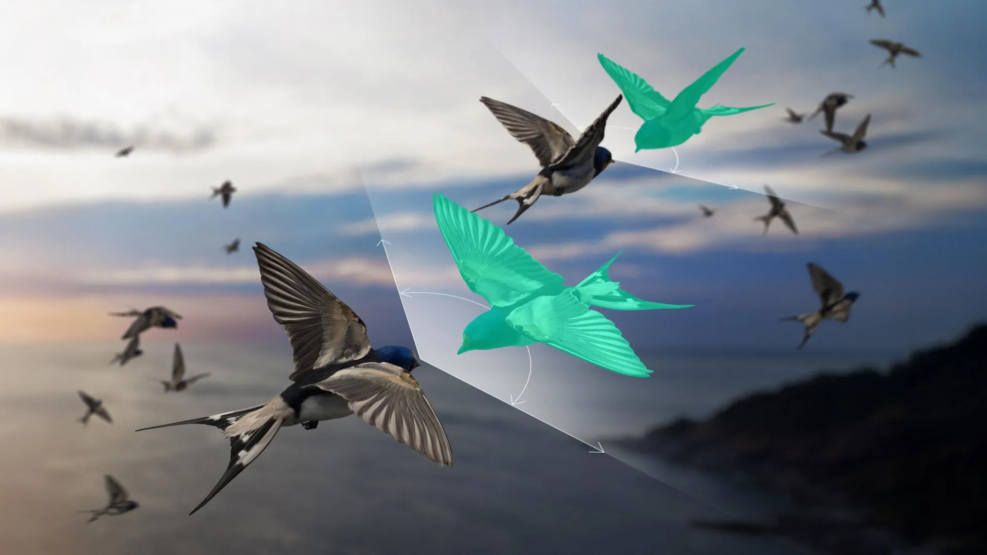 Scientists found a way to explain bird flocks that “defy” Newton’s third law