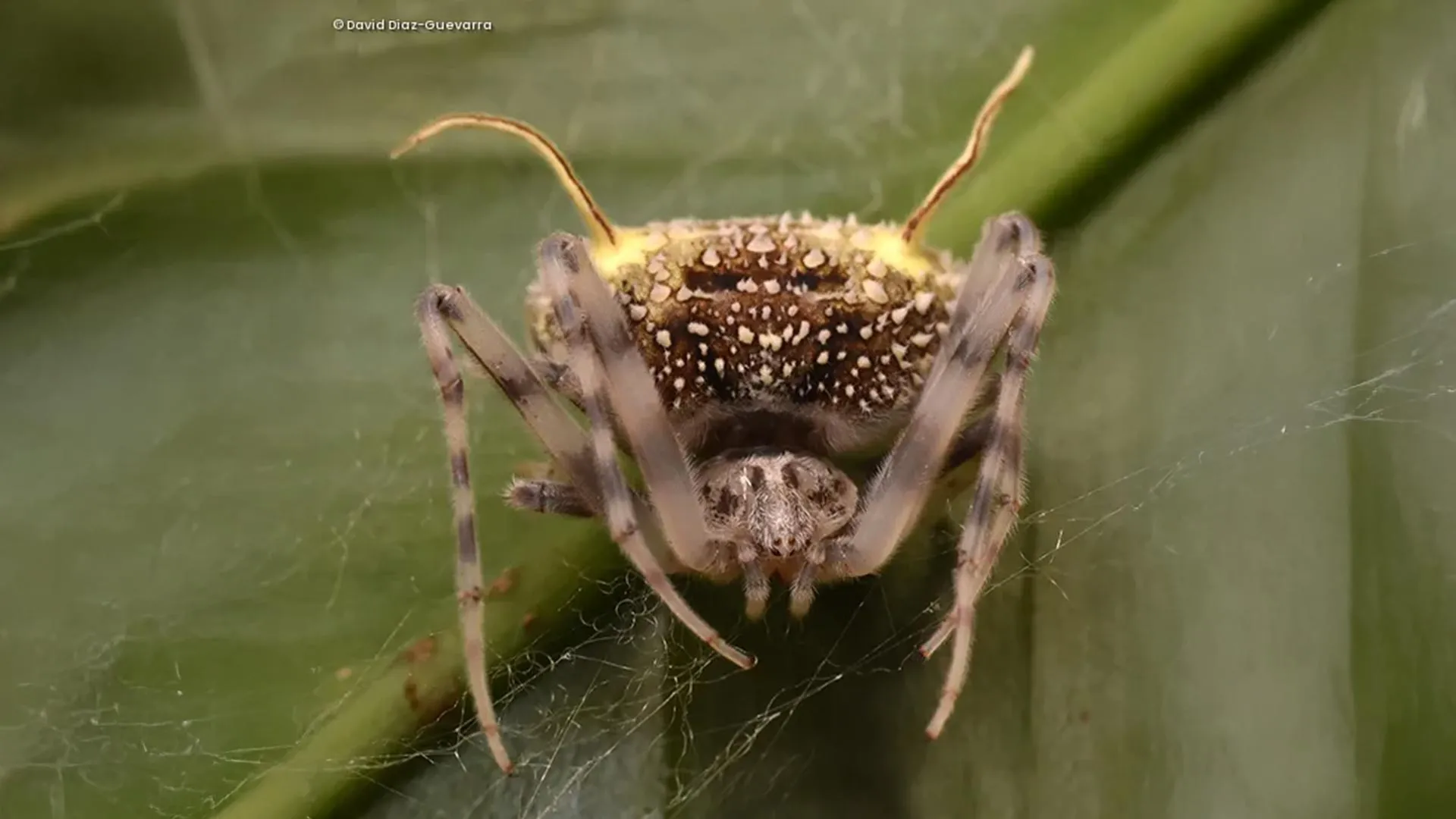 Scientists discover spider that disguises itself as a parasitic fungus