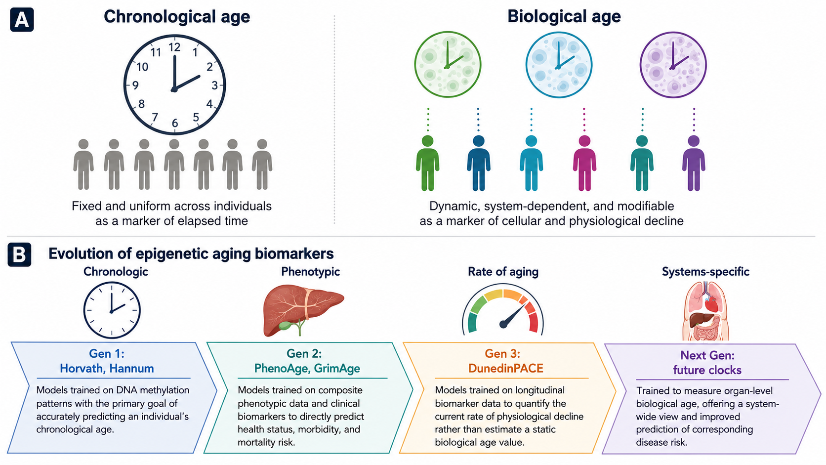 New biological age tools could reveal health risks before symptoms appear